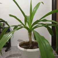 گیاه سوسن عنکبوتی|گل و گیاه طبیعی|پیرانشهر, |دیوار