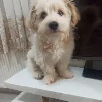 سگ شیتزو بانمک