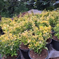 شمشاد طلایی‌سطل  ۱۰  و ۴۰|گل و گیاه طبیعی|چابکسر, |دیوار