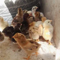 جوجه و مرغ و خروس لاری بوقلمون|حیوانات مزرعه|زابل, |دیوار