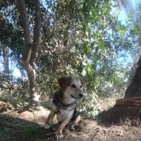 سگ پا کوتاه اصل|سگ|جیرفت, |دیوار