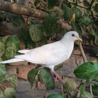 کبوتر|پرنده|تربت جام, شهید نصرالهی|دیوار