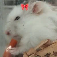 همستر دستی فشن پشمالو کمیاب