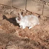 خرگوش|موش و خرگوش|کرمانشاه, |دیوار