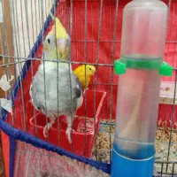 عروس هلندی ۱۰۰۰ ‌‌‌. مرغ عشق ۱۵۰