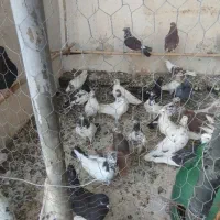 کبوتر|پرنده|کاشان, درب یلان|دیوار