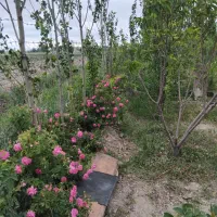 کاشت گل تعویض خاک گلدان هرس انواع درخت