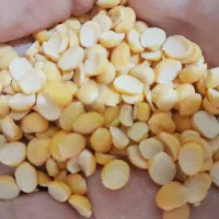 لپه تازه درجه یک محلی