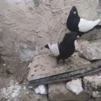 نروماده سینه سوسنی عتیقه ونرماده سینه سیاه باجوجه|پرنده|بروجرد, |دیوار