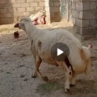 قوچ