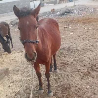 مادیون|اسب و تجهیزات اسبسواری|الشتر, |دیوار