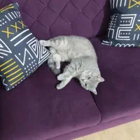 به دلیل مهاجرت|گربه|قائم‌شهر, |دیوار