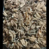 ثعلب یا سالمه خرید وفروش