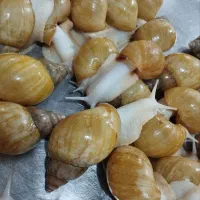 حلزون آلبینو مولد