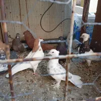 کفتر بهبهانی شهری