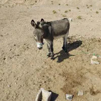 نر خر فروشی