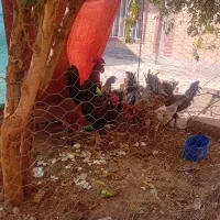 فروش مرغ و خروس جوان
