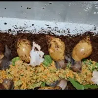 حلزون مولد پرورشی