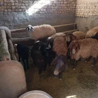 میش|حیوانات مزرعه|معصومیه, |دیوار