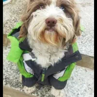 سگ شیتزو گمشده