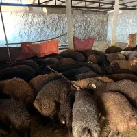 فروش بره پرواری درجه یک