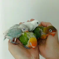 مدادرنگی طوطی برزیلی با رنگهای خاص(دستی)