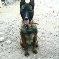 فی ۱۵|سگ|رفسنجان, |دیوار