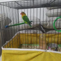 یک عدد کوتوله برزیلی فیشر نر