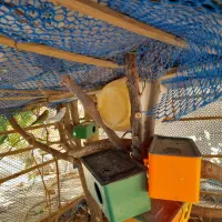 ۴ عدد مرغ عشق و۵ تا بچه مرغ عشق ۶۰۰