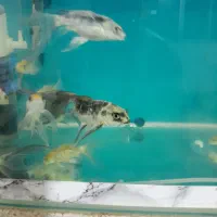 فروش تعدادی ماهی کوی