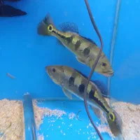 پیکاک ۲۵سانت