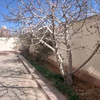 سوئیت همکف اجاره ای ۵۰متری