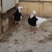 کبوتر طوقی کرمانشاهی درجه یک نیست مثلش