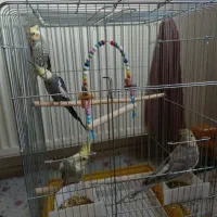 عروس هلندی جفت و جوجه