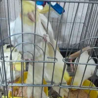 عروس هلندی دستی و رام|پرنده|تهران, والفجر (افسریه)|دیوار