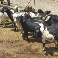 بزغاله