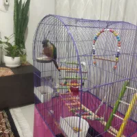 کاملا سالم هست پرنده .