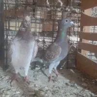 چند تا حیوان خارجی و زات قدیم بشرط تخم وجوجه