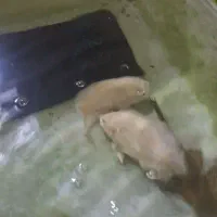 جفت آماد اسکار