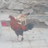 خراج