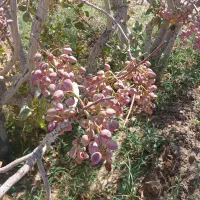 خرید پسته پوک وگو درب منزل شما