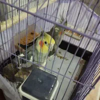 عروس هلندی نر ماده جفت|پرنده|پاکدشت, پاکدشت (مامازند)|دیوار