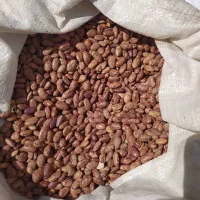 پخش حبوبات احمدی|خوردنی و آشامیدنی|رشت, شهرک قدس|دیوار