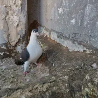 ساده پرشی