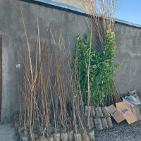 نهال|خدمات باغبانی و درختکاری|زرندیه, |دیوار