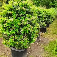 خدمات کلیه باغبانی هرسکاری گلکاری تعویض خاک گلدان|خدمات باغبانی و درختکاری|کرج, عظیمیه|دیوار