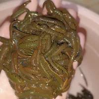 زالوی طبی  تبریز زالو|خدمات آرایشگری و زیبایی|تبریز, |دیوار