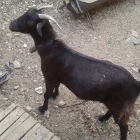 فروش بز چاق تخت