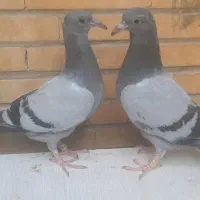 جوجه پلاکی  ورنگی شهرستانی