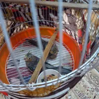 طوطی عروس هلندی|پرنده|سنگر, |دیوار